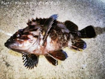 オウゴンムラソイ