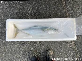 ハマチ