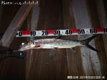 饤亮