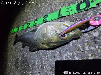 シーバス