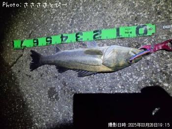 シーバス
