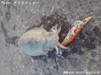 䥱