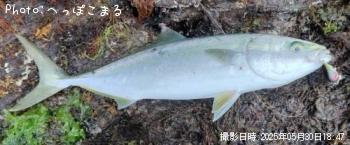 ハマチ