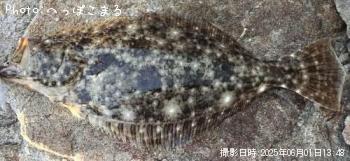 ヒラメ