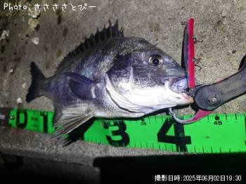 クロダイ