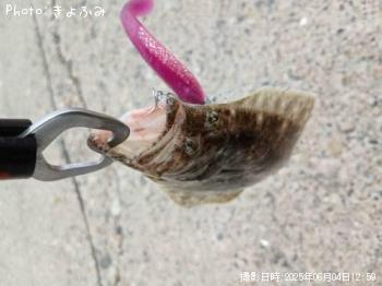 ヒラメ