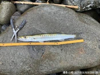 タイワンカマス