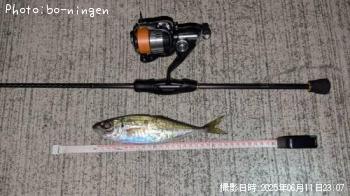 アジ