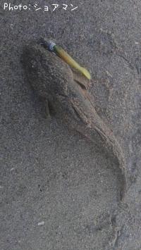 ޥ
