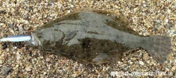ヒラメ