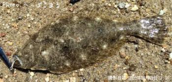 ヒラメ