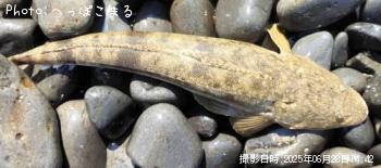 マゴチ