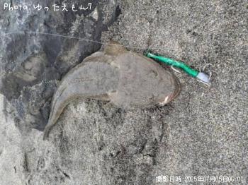 マゴチ