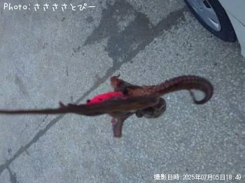 タコ