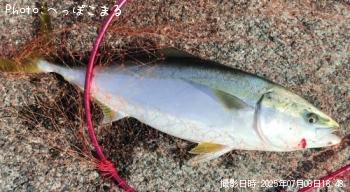 メジロ