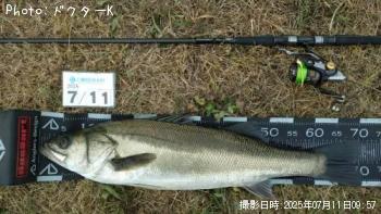 シーバス