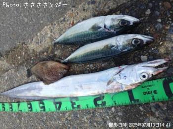 太刀魚＆サバ＆オオモンハタ