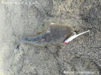 マゴチ