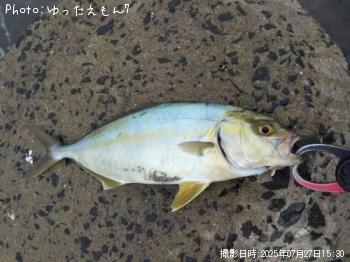 ワカシ