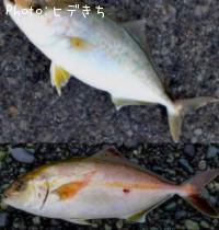 ͥꥴ