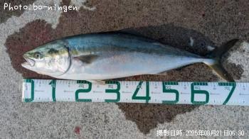 饵