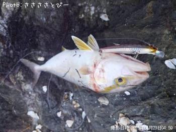 祴ޥ