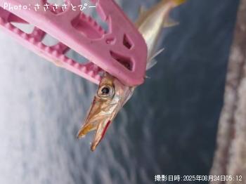ޥ
