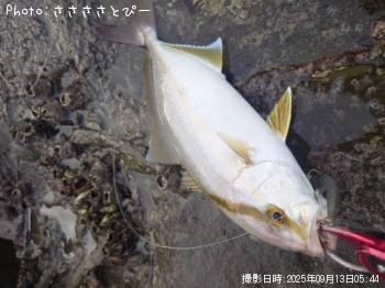 ʥ祴