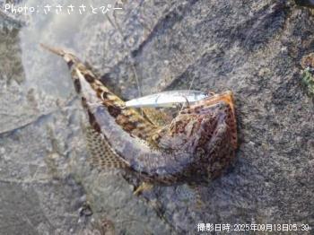ʥ祴
