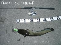 ナマズ