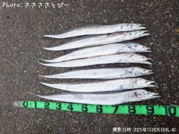 太刀魚&アジ