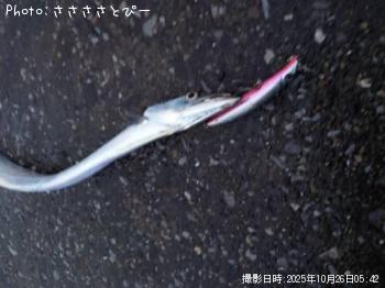 太刀魚&アジ