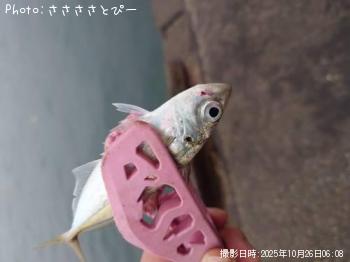 太刀魚&アジ