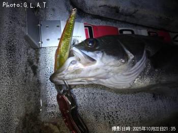 シーバス