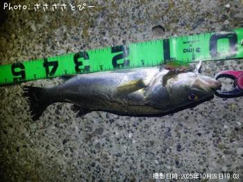 シーバス