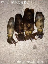 �����ꥤ��