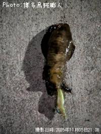 �����ꥤ��