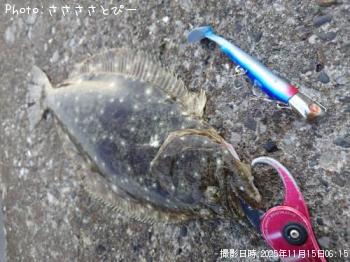 ¥Ò¥é¥á¡õÂÀÅáµû