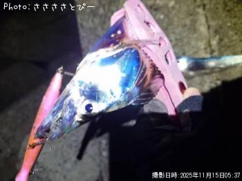 ¥Ò¥é¥á¡õÂÀÅáµû