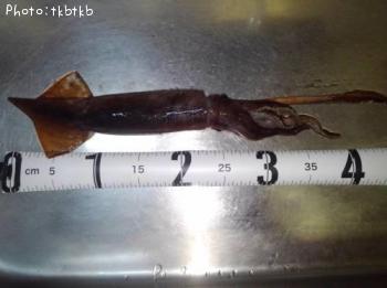 ����ᥤ��