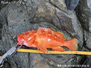 �����ϥ�