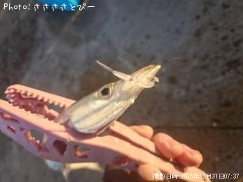 ¥«¥Þ¥¹¡õ¥¤¥·¥â¥Á¡õ¥Þ¥¤¥ï¥·