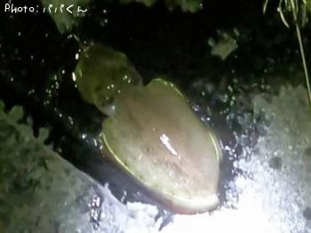 ��󥴥�����