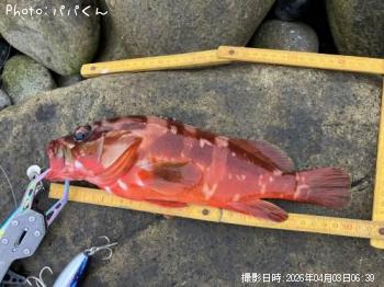 �����ϥ�