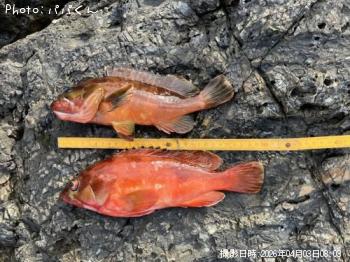 �����ϥ�