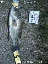 ブラックバス