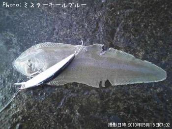 舌平目