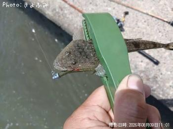 �ޥ���