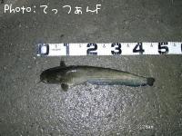 ʥޥ