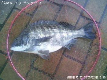クロダイ